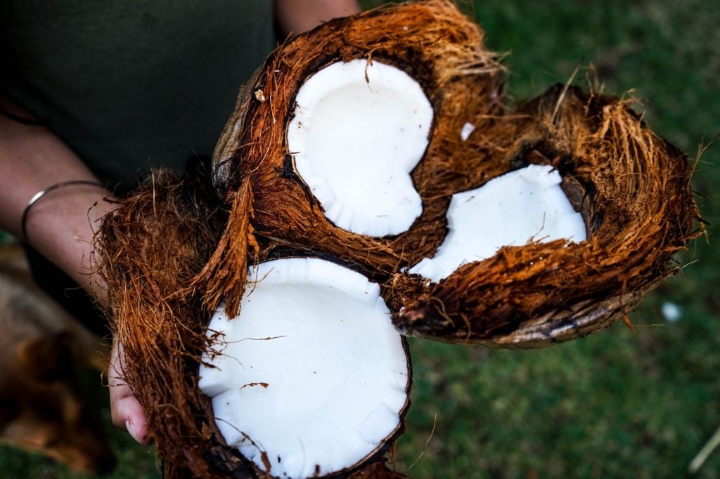 mano regge delle noci di cocco mature spaccate