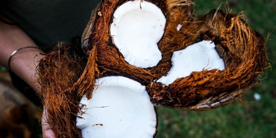 mano regge delle noci di cocco mature spaccate